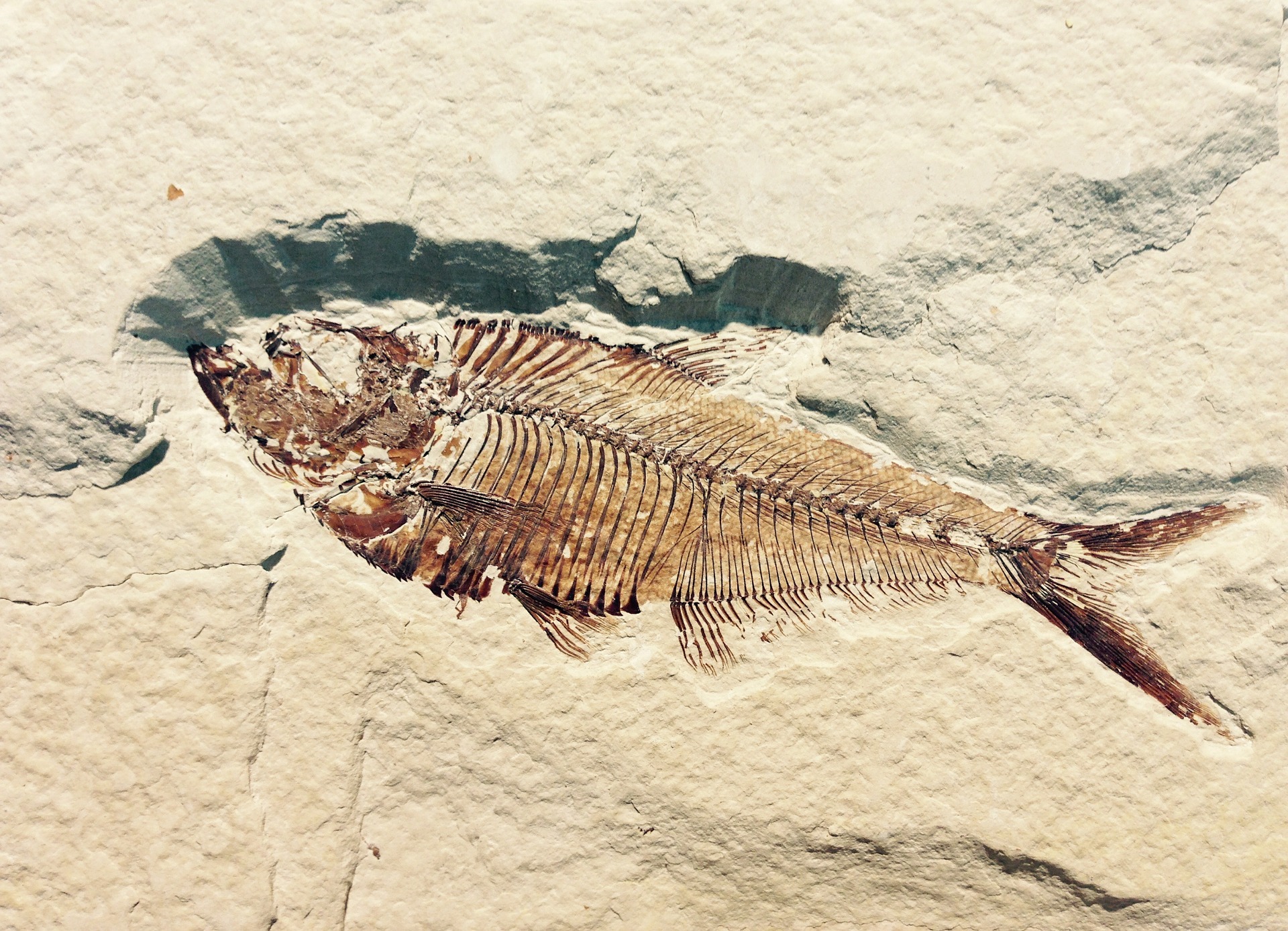 A fossil fish