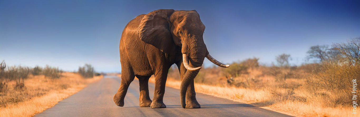 What do you do with an elephant you can't give away